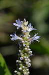 Pickerelweed